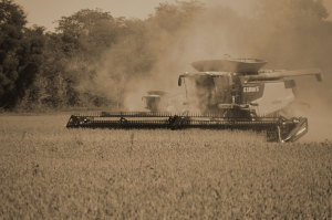 Combine in Corn Field